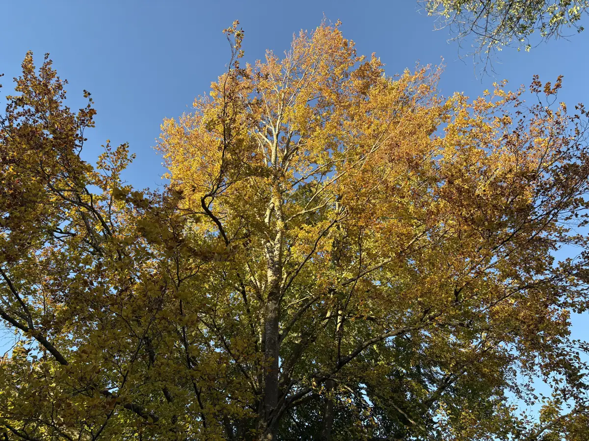Herbstlich gefärbte Baumkrone vor blauem Himmel